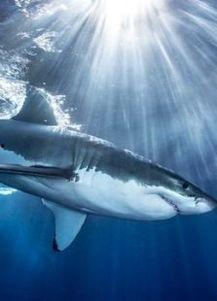 鲨鱼爆料吴楚涵视频大全,吴楚涵视频大全揭秘幕后真相 第1张 鲨鱼爆料吴楚涵视频大全,吴楚涵视频大全揭秘幕后真相 第1张